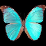 Фотомозаика из картинок бабочек